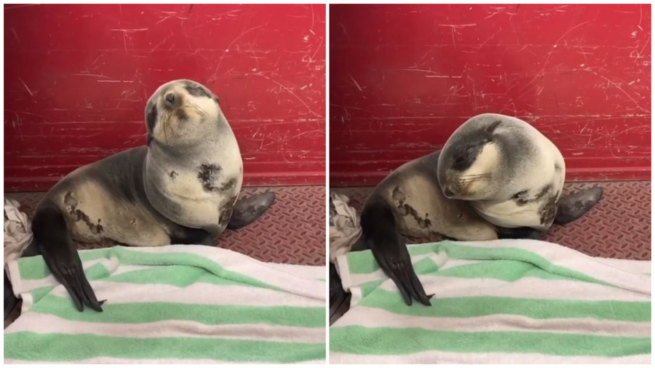 Baby Robbe schläft immer wieder ein – und das während ihrer eigenen Rettung