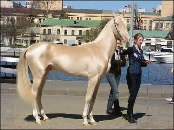Dieses Pferd wird als „weltweit schönstes“ bezeichnet und sieht aus, als wäre es in Gold getaucht