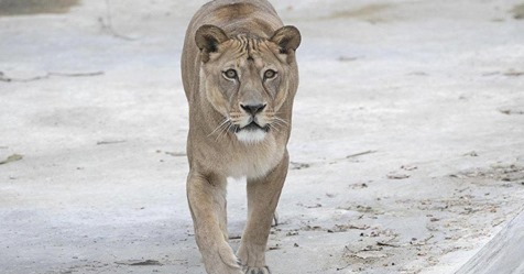 Stralsunder Zoo trauert um Löwin: Lara lag plötzlich leblos im Gehege