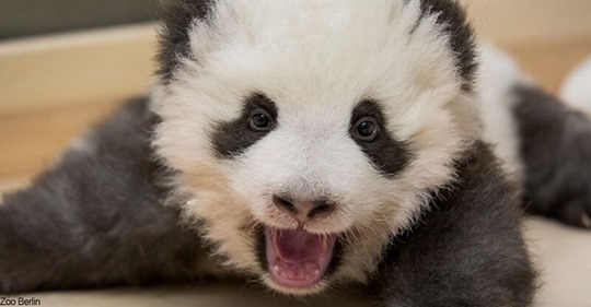 Zoo Berlin: So groß sind die Panda Zwillinge geworden