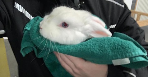 HERZLOS-AKTION VOM BESITZER Kaninchen-Dame auf Straße ausgesetzt
