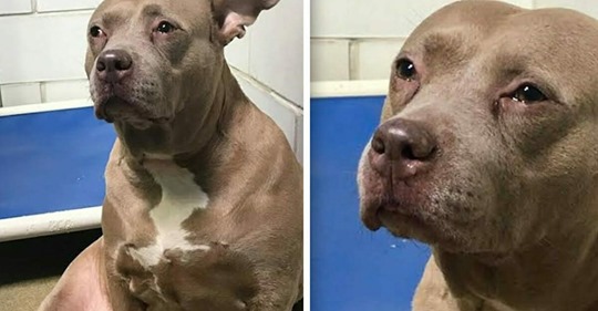 Traurige Hündin wird weinend im Tierheim gefilmt – Sie war ein Zuchthund und wurde dann ausgesetzt