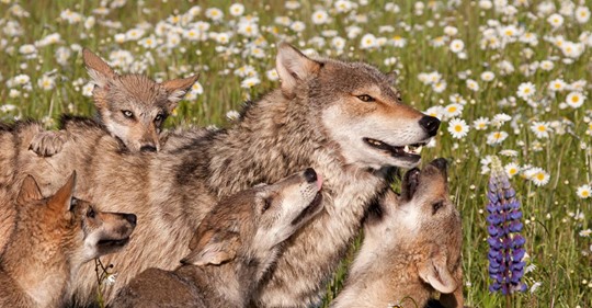 Wölfe vermehren sich weiter: Nun 105 Rudel in Deutschland