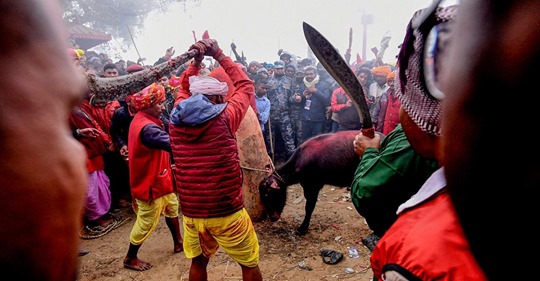 Tiere metzeln für die Göttin:Eines der blutigsten Feste der Welt kämpft um seinen Ruf