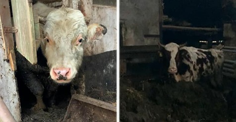 Hennef: Meterhoch in eigenen Fäkalien stehende Kühe entdeckt – Verein kauft sie und sammelt Spenden
