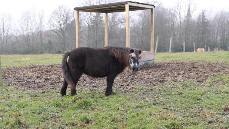 „FRIEDA“ IST 51 JAHRE ALT Das ist Deutschlands ältestes Pony