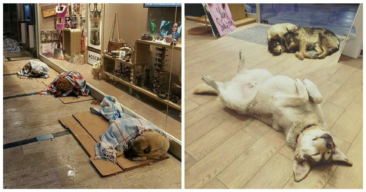 Shopping Center in Istanbul lässt Straßenhund während des kalten Winters bei sich schlafen