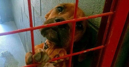 Tierheimhund weint nächtelang & muss bald eingeschläfert werden, wenn sich kein neues Zuhause findet
