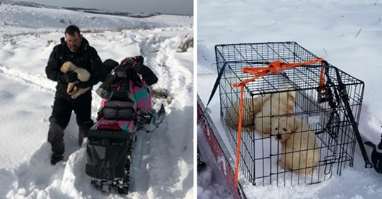 Paar macht Ausflug durch Neuschnee – rettet rechtzeitig drei zurückgelassene Welpen vor dem Kältetod