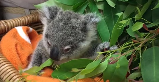Koalababy klammerte sich an Teddybär, nachdem es seine Mutter verloren hatte