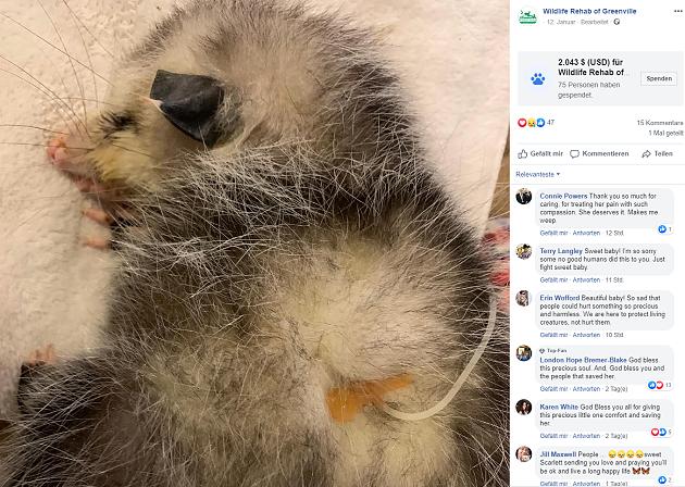 Mit Golfschläger verprügelt: Baby Opossum nach Brutalo Attacke erblindet