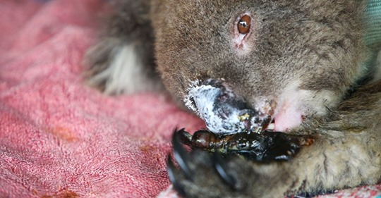Nach wochenlanger Pflege: Geretteter Baby Koala ist kaum wiederzuerkennen