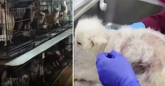 270 Welpen aus Hundefarm befreit: Hunden wurden die Stimmbänder durchgeschnitten