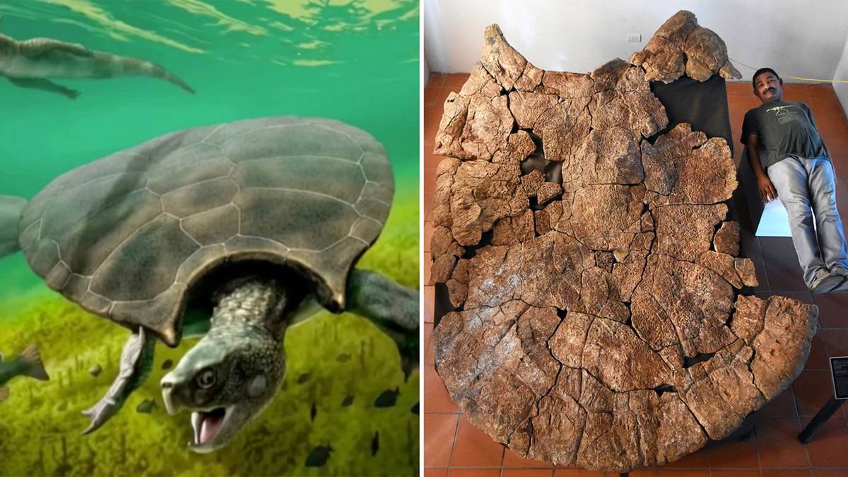 Vier Meter und 1,25 Tonnen: Forscher entdecken Überreste einer Riesenschildkröte