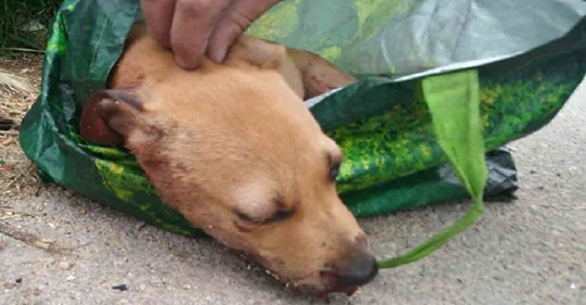 Welpe halbtot geprügelt und in Müllcontainer entsorgt: Polizei schnappt 20 Jährigen Tierquäler