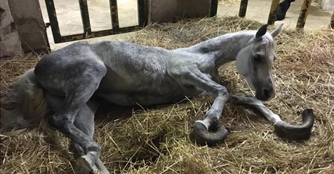 Brutal verwahrlostes Pferd gefunden: Es musste wegen seiner Hufe eingeschläfert werden