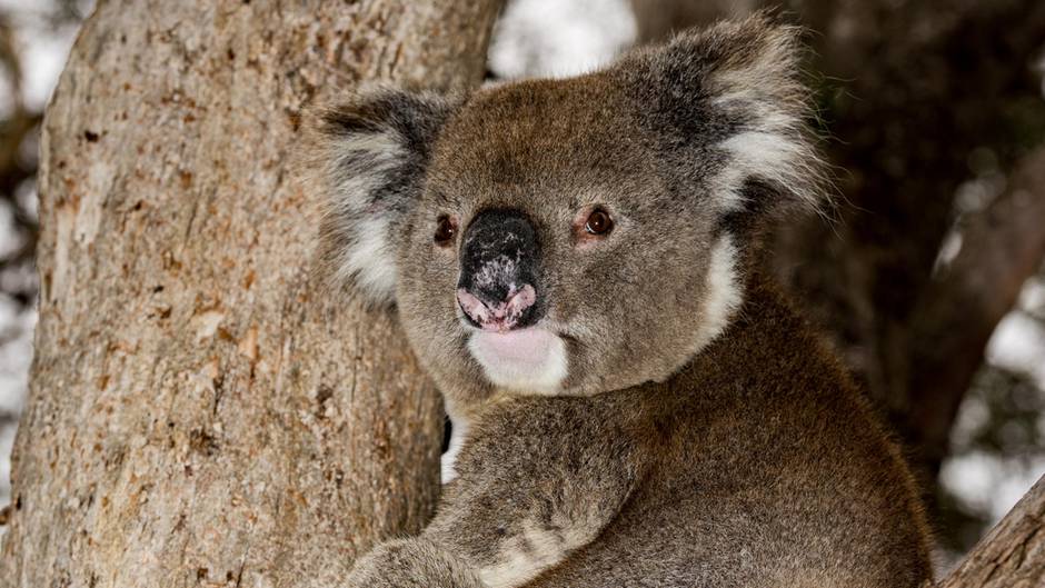 Nach Buschbränden in Australien: Koala-Population in einigen Teilen um 85 Prozent geschrumpft