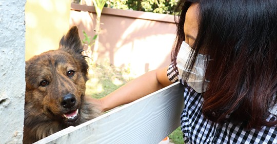 Bürgerwehr erschlägt Hunde auf offener Straße oder wirft sie von Dächern – wegen des Coronavirus