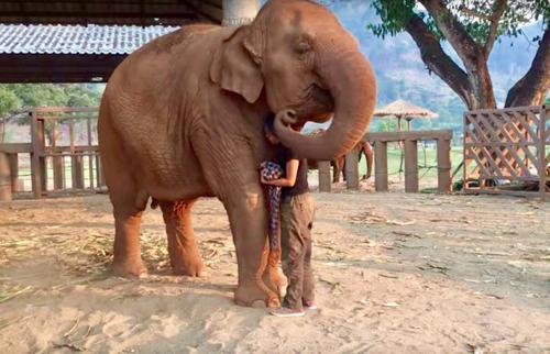 Engagierte Elefantenpflegerin singt junge Elefantin mit Gute Nacht Lied in den Schlaf