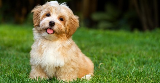 Wenn Dein Hund eines dieser 9 Dinge macht, dann heißt das 'Ich liebe Dich'