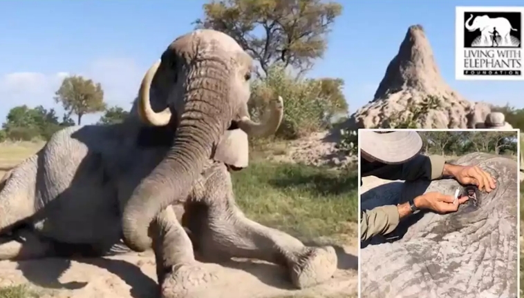 Elefant legt sich voller Vertrauen vor Pfleger – für eine besondere Behandlung