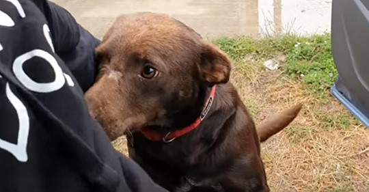 Streunender Dorfhund, der jeden Tag am selben Ort sitzt und hofft, ein Zuhause zu finden, wird von Tierrettern aufgenommen