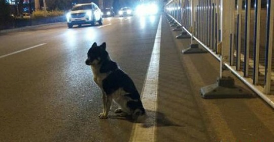 Hund wartet an Straße seit 80 Tagen auf Rückkehr des Frauchens, das dort bei Autounfall starb