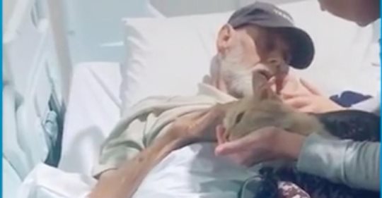 Familie schmuggelt Katze zu sterbendem Opa ins Krankenhaus - damit er sich verabschieden kann