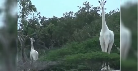 Trophäenjäger haben seltene weiße Giraffe und ihr Junges in Kenia getötet