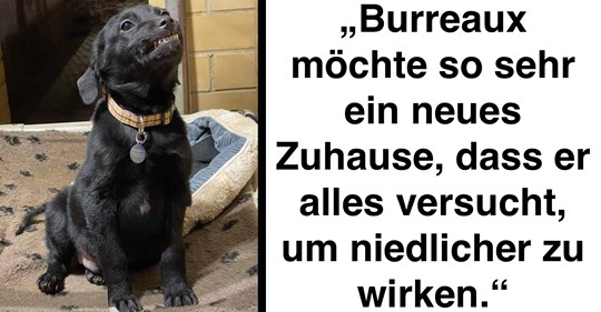 Video: Hund versucht, Tierheimbesucher zu bezaubern