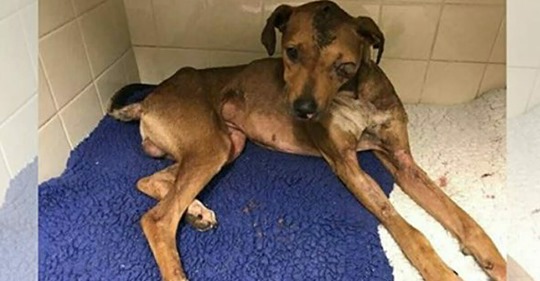 Besitzer verprügelt seinen Hund mit Schraubenzieher & zündet ihn an: Tier verliert Auge