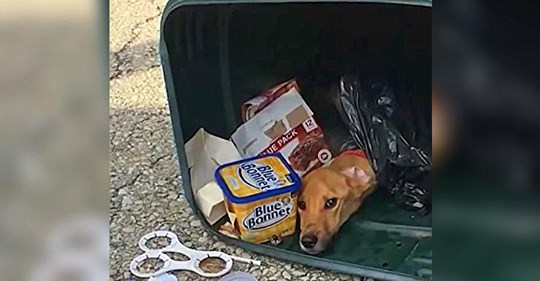 Frau 'entsorgt' Hund in Mülleimer, um zu ihrem Freund in einen andere Staat zu ziehen
