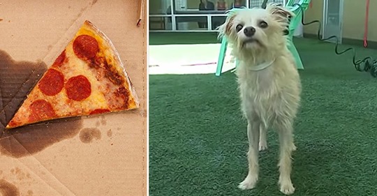 Ein streunender Hund schnappt sich ein Stück Pizza von Arbeitern während der Mittagspause, und führt sie zu einer hungernden Familie