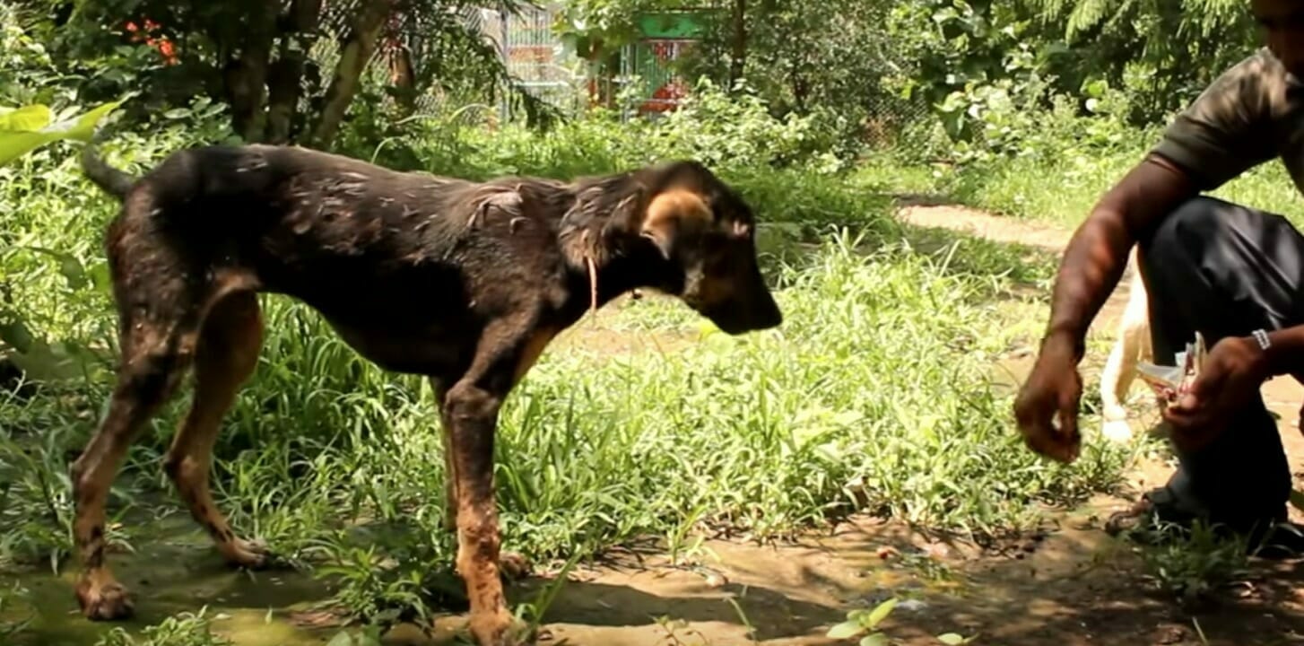 Straßenhund wird aus heißem Teer gezogen – Tierschützer schenken Streuner neues Zuhause