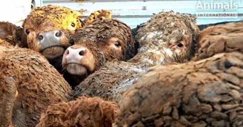 Skandal: Tiertransporte trotz Corona-Pandemie