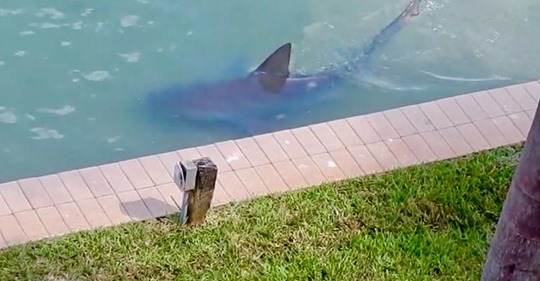 Großer Bullenhai wird im Garten eines Wohnheims gesichtet