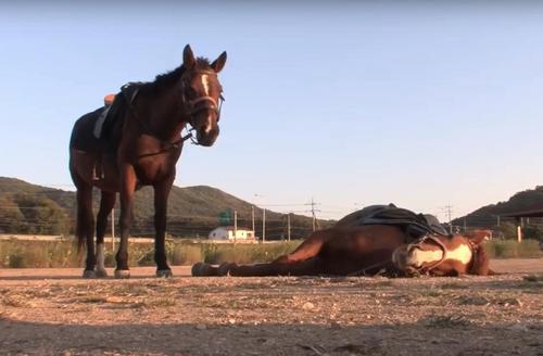 Ein Pferd hat sich selbst beigebracht, jedes Mal tot zu spielen, wenn jemand versucht, es zu reiten