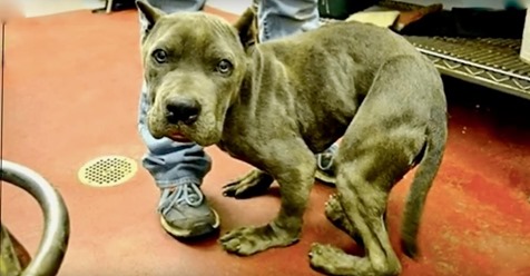 2 Jahre lang in gekrümmter Haltung in beengtem Käfig zu leben führte dazu, dass der Körper eines Hundes sich deformierte