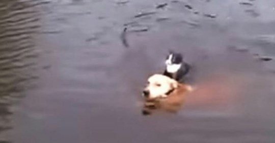 Eine Katze ist dabei zu ertrinken und niemand greift ein – Hund nimmt sich ein Herz und springt zur Rettung ins Wasser