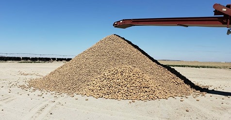 Bauer verschenkt 2 Millionen Kartoffeln – möchte damit Essensverschwendung vermeiden und etwas Gutes tun
