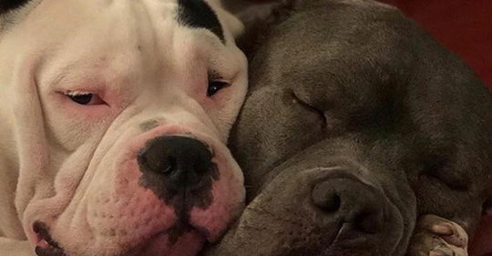 Hunde spenden einander Trost, nachdem Herrchen bei Unfall ums Leben kam