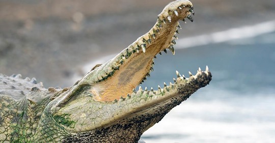 'Hatte das Kind in den Fluss gezogen': Mutter befreit Sohn (3) aus Krokodil-Maul