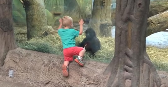 Kleiner Junge läuft zu einem Baby Gorilla im Zoo und sie fangen an, ein bezauberndes Spiel zu spielen