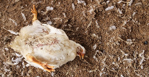 Hessen: 100 Hühner gewaltsam in Stall getötet – zweiter brutaler Vorfall im Umkreis innerhalb von vier Wochen