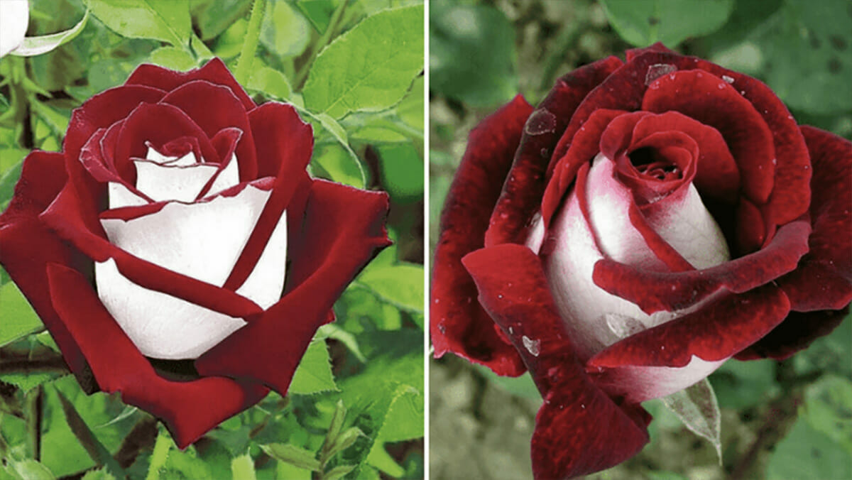 Diese zweifarbigen und seltenen Rosen sind heiß begehrt – sie wurden in den sozialen Medien berühmt
