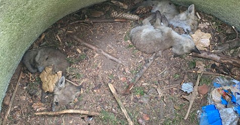 Fuchs Babys in qualvolle Falle gelockt – Polizei sucht Tierquäler von Rosenheim