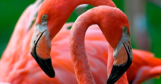 Genau wie Menschen: Flamingos schließen Freundschaften fürs Leben