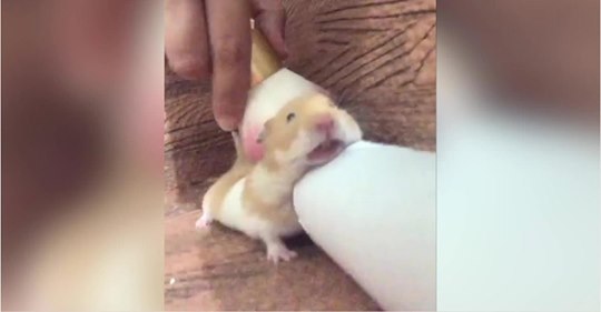Nager im Verwöhn-Himmel: So süß entspannt sich nur ein Hamster