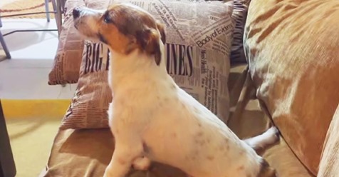 Der Jack Russell Terrier Maylo schaut sich einen Horrorfilm an und seine Reaktion auf den gruseligen Teil ist einfach nur sü