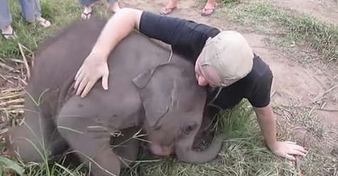 Ein bezauberndes Elefantenbaby wird mit Streicheleinheiten getröstet